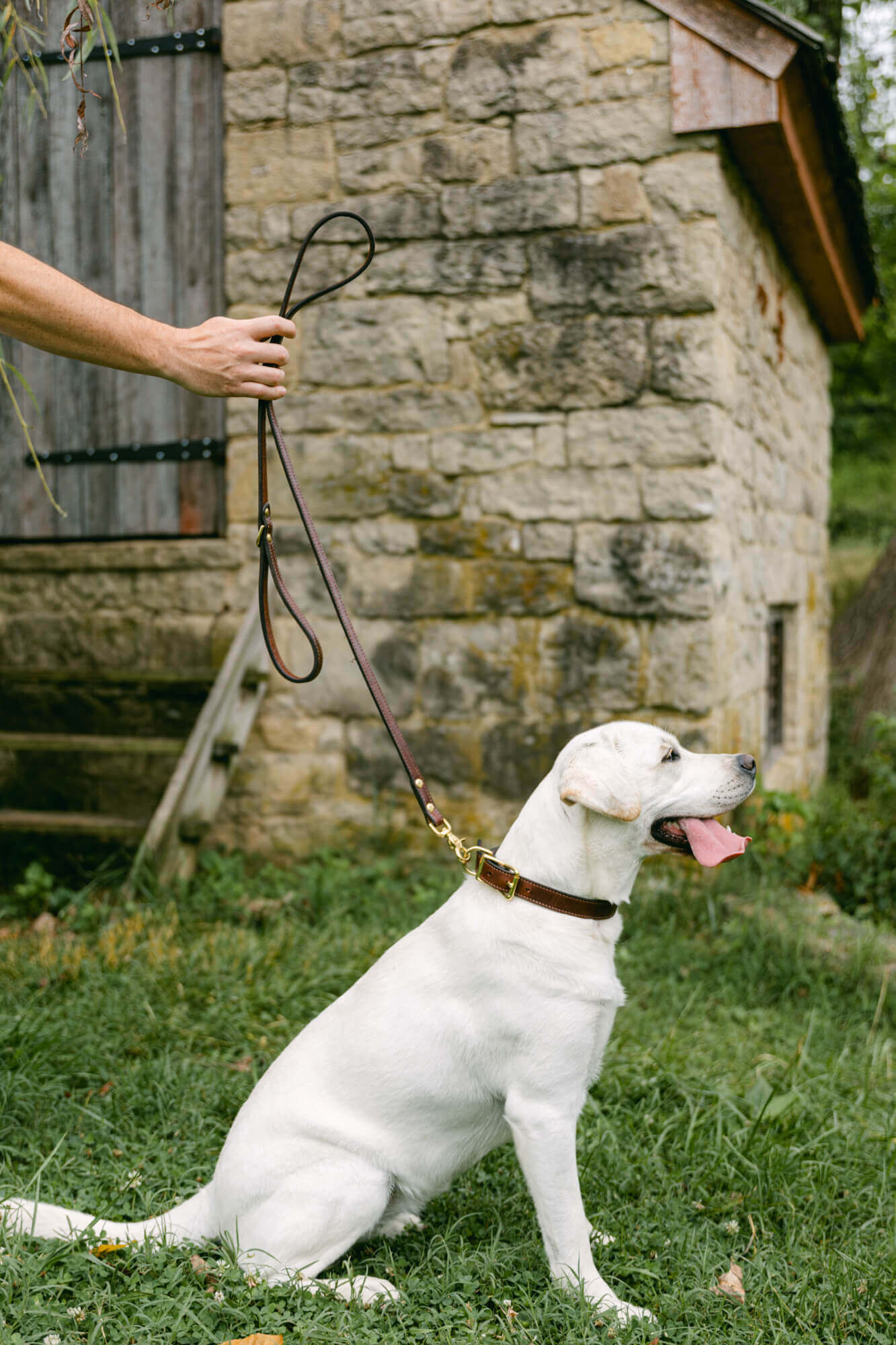 The dog shop lead shop