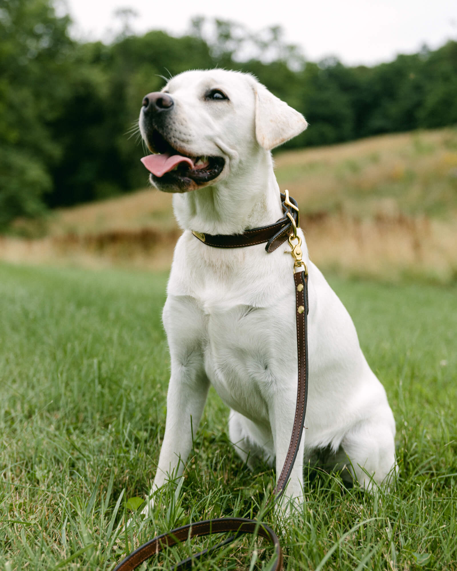 Labrador best sale retriever collar