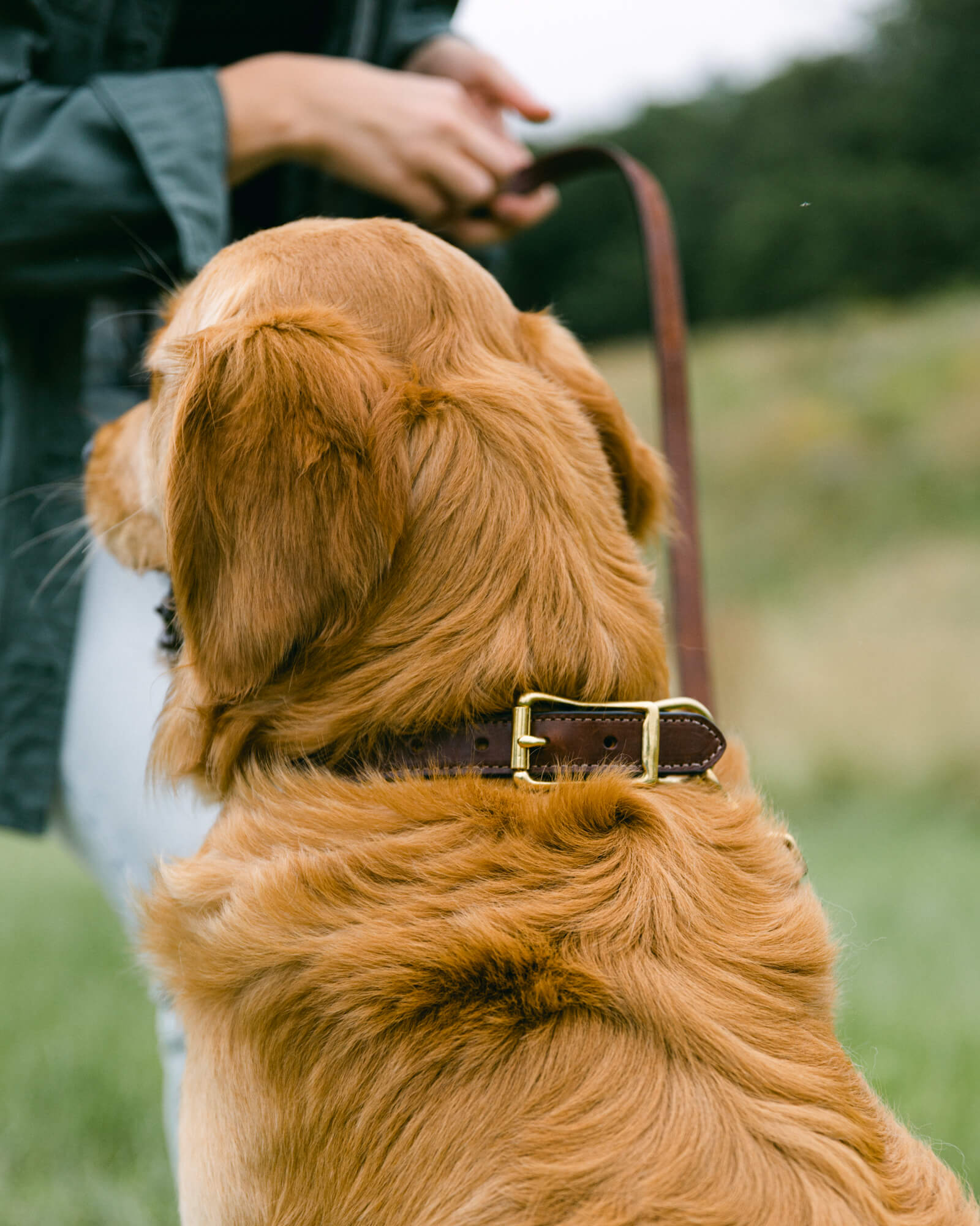 Golden retriever best sale with collar