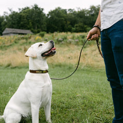 Pet Gear Bundle: Brown Bridle Dog Lead + Nameplate Dog Collar