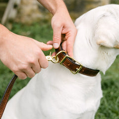Pet Gear Bundle: Brown Bridle Dog Lead + Nameplate Dog Collar
