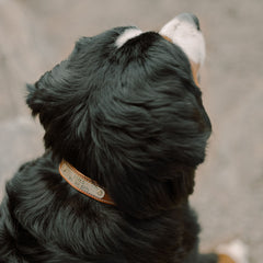 Antique Saddle Nameplate Dog Collar