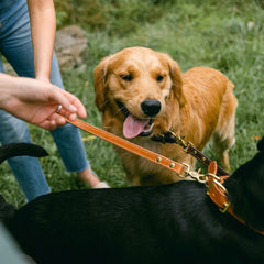 Pet Gear Bundle: Antique Saddle Dog Lead + Nameplate Dog Collar
